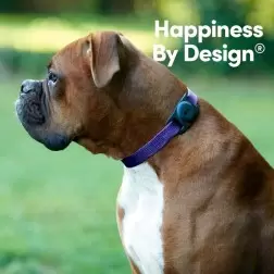 Case Mate Dog Collar Mount, black - Apple AirTag