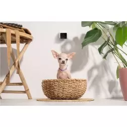 PetCube Cam
