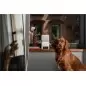 Petcube Bites 2 Lite