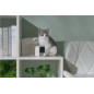 PetCube Cam