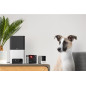 PetCube Cam